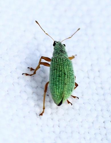 Réf. 219 554 : Polydrusus impressifrons